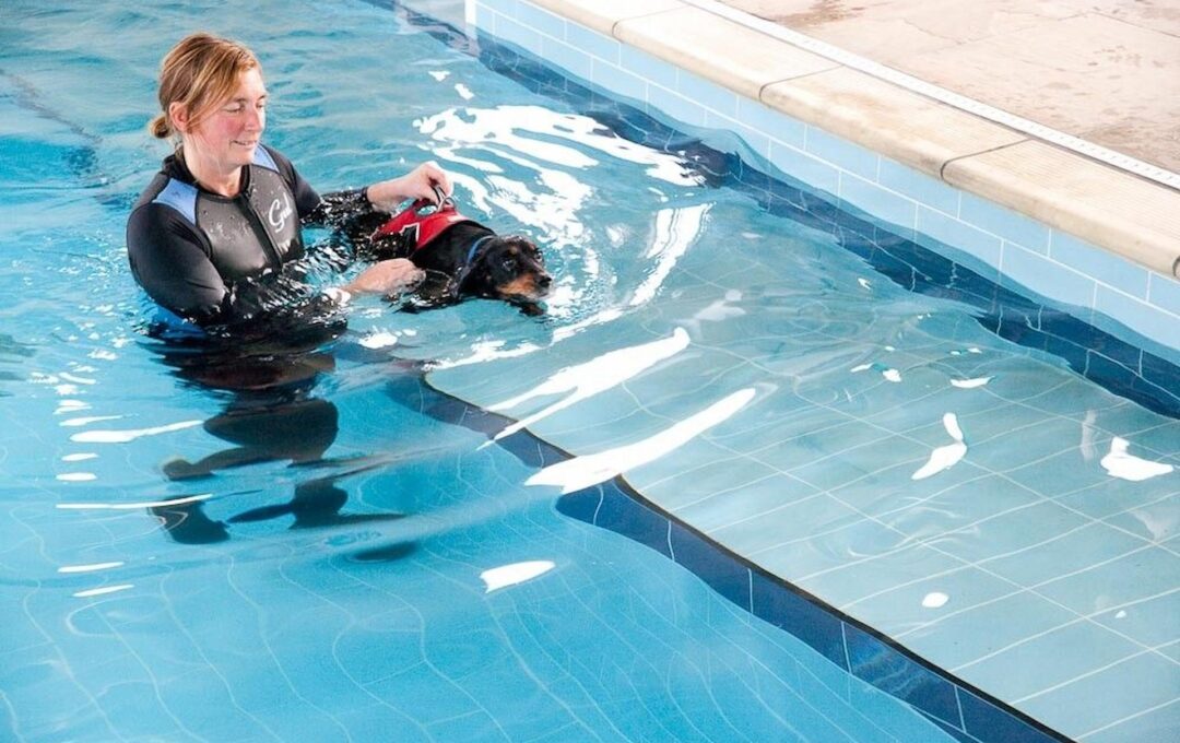 How Dog Hydro Pool Therapy Can Be Significant For Your Dog?