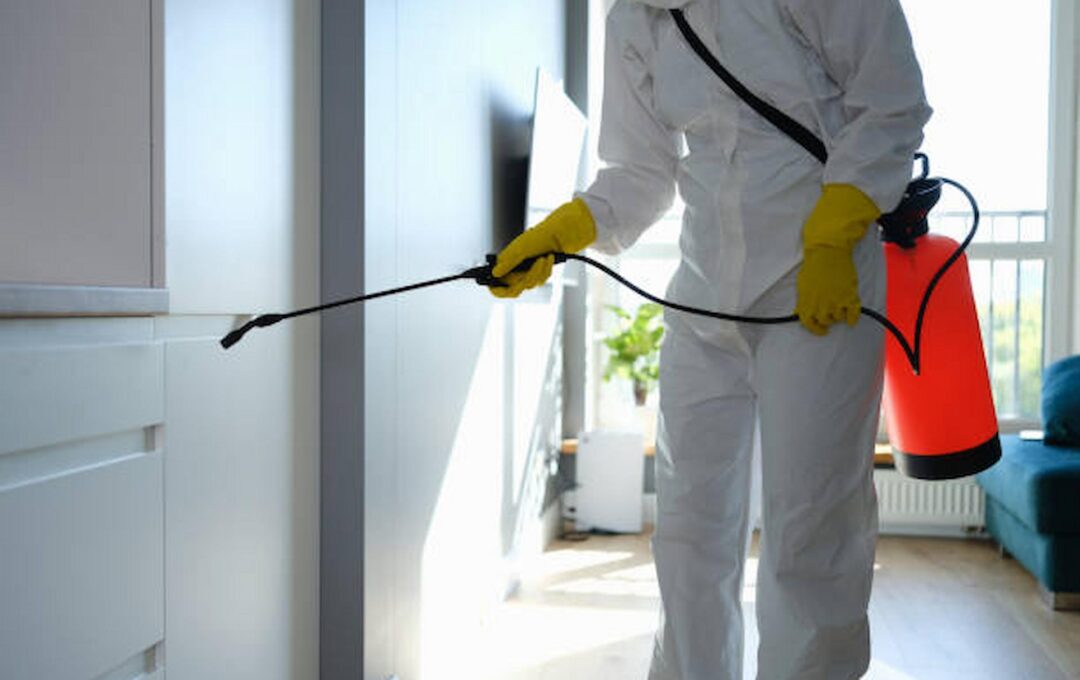 Pest Control: An Overview And Benefits