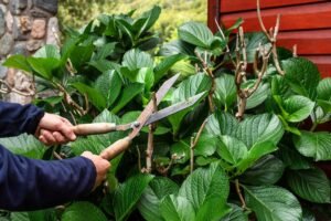 Tree Surgeons Romford – Professional Tree Care & Removal Services